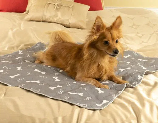 Reusable Pee Pads vs Disposable Pee Pads