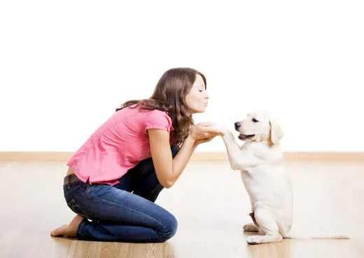 Common Puppy Training Mistakes New Owners Make!