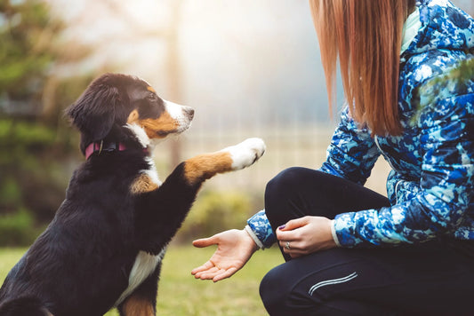 This Is How to Train Your Dog to Be More Obedient