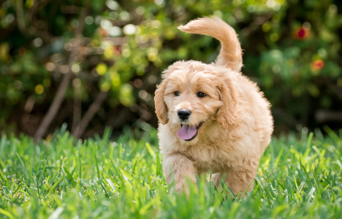 How to Survive Your Puppy Chewing Period: A Checklist