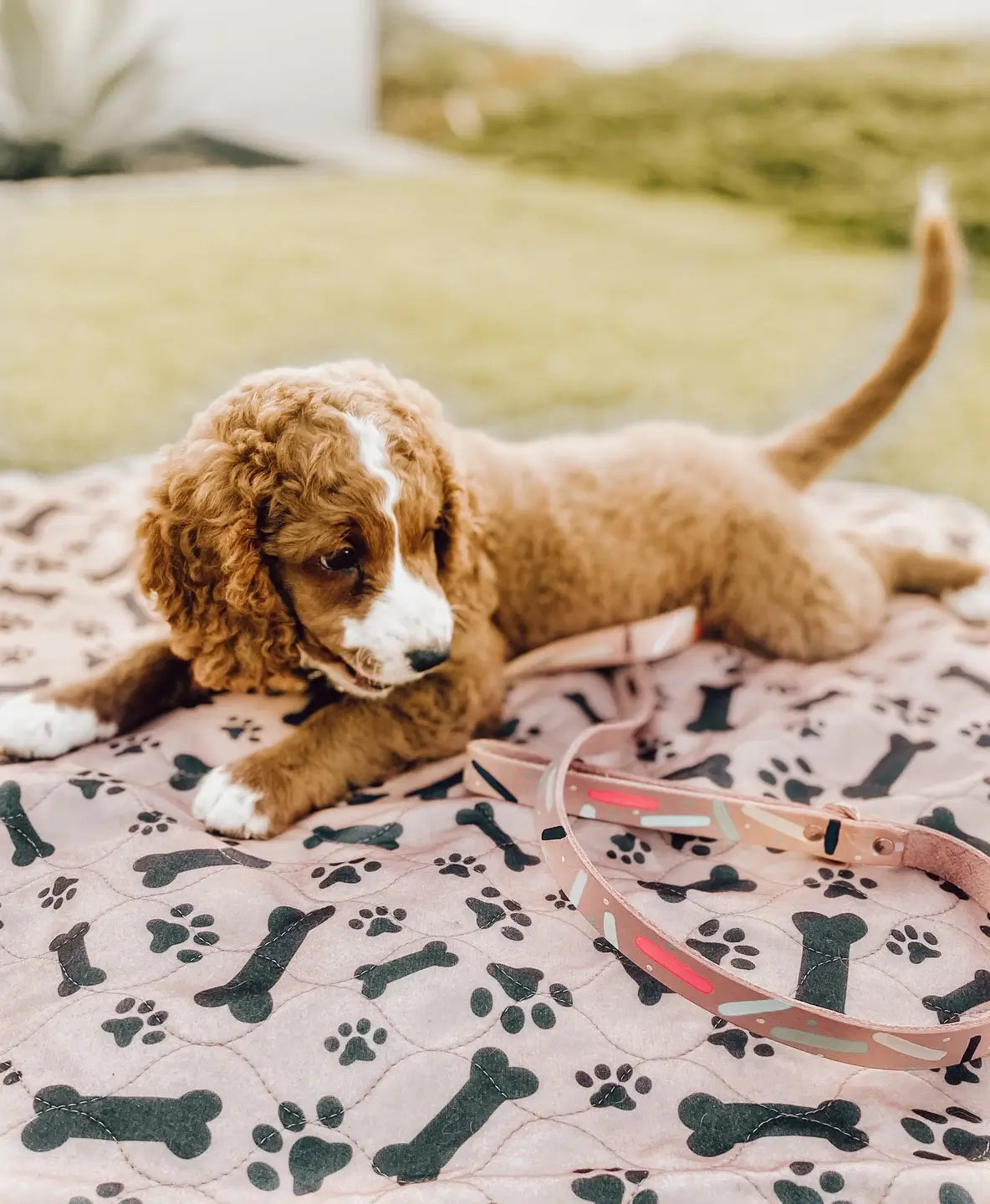 Cute Dog On PuppyPad